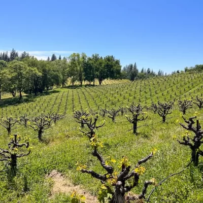 Vineyard-ShakeRidgeRanch