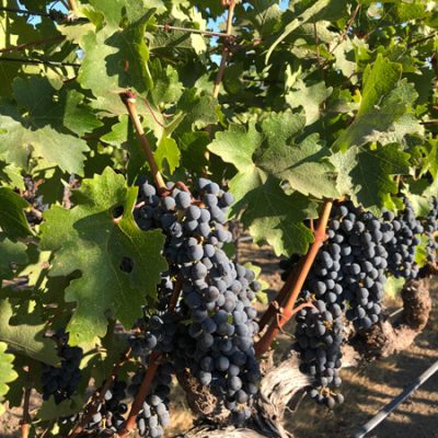 Vines in Napa Valley