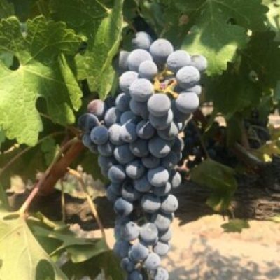 Close up vine in Piedmont, Italy