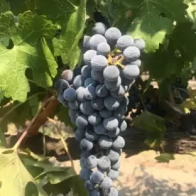 Close up vine in Piedmont, Italy